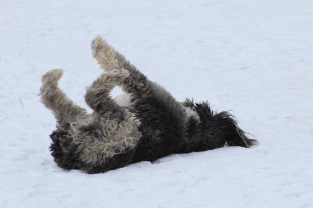 istock Curly mixed breed dog rolling in snow 1183836219