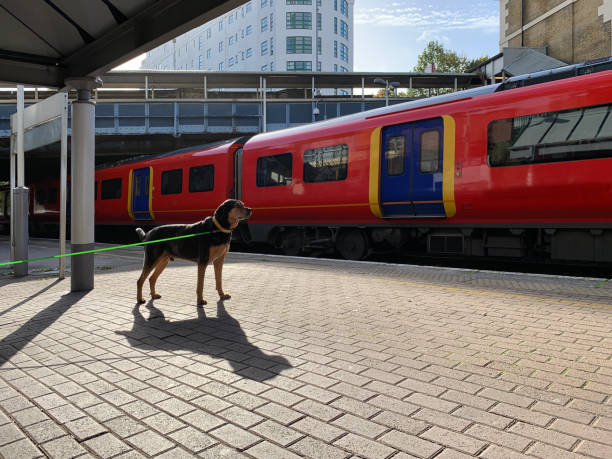 istock Single dog waintin his owner in a train station 1183836225