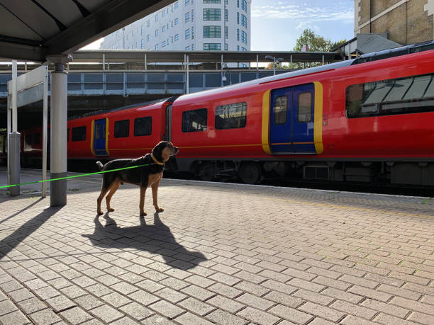 Single dog waintin his owner in a train station Puppy dog waiting his owner on Railway platform white a red train is arriving in the station pied stock pictures, royalty-free photos & images