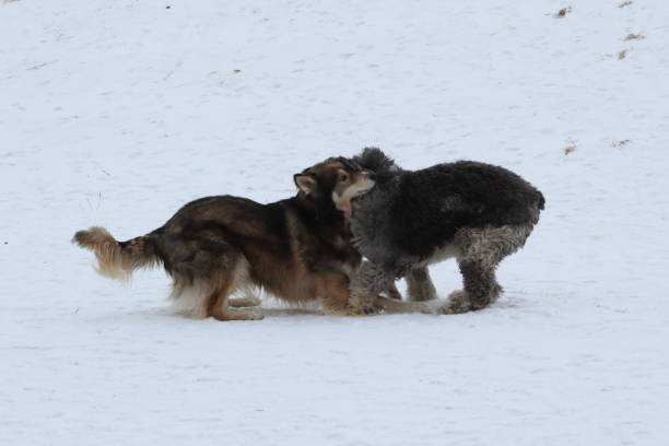 istock Two dogs playing in the snow 1183836230