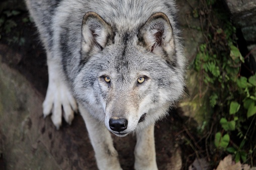 Grey wolf on rocks in forest.  Closeup.  Headshot