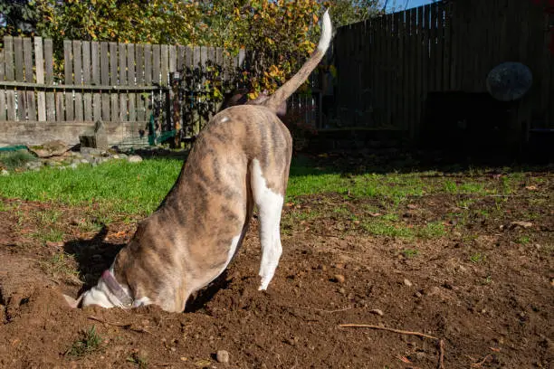 Photo of Dog Digging A Hole in Front Yard Lawn Garden