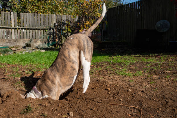 hund gräva ett hål i front yard lawn garden - skräpig trädgård bildbanksfoton och bilder