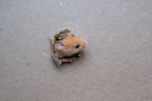 istock Little rat gnawed a hole in the box 1183837360