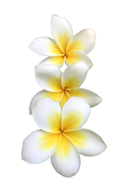 istock Plumeria frangipani isolated 1183838473