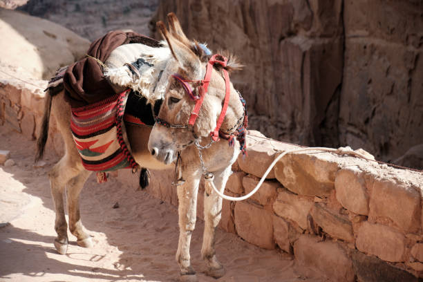 A working donkey along the path to the Monastery, Petra, Jordan