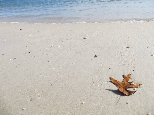 istock A Autumn Leaf on the Beach at Cupsogue Beach 1183839318