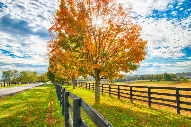 Beautiful autumn country landscape with road, colorful tree and pastures of horse farm. stock photo