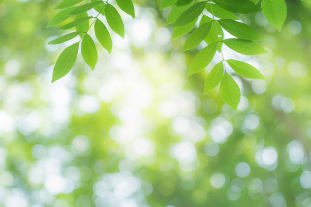 istock Green leaf with beautiful bokeh with copy space for text. 1183841502