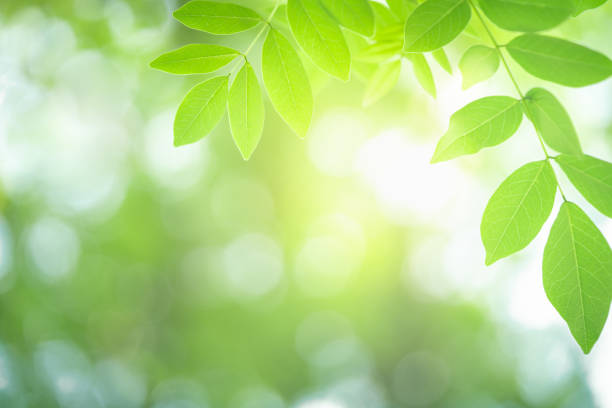 istock Green leaf with beautiful bokeh with copy space for text. 1183841514
