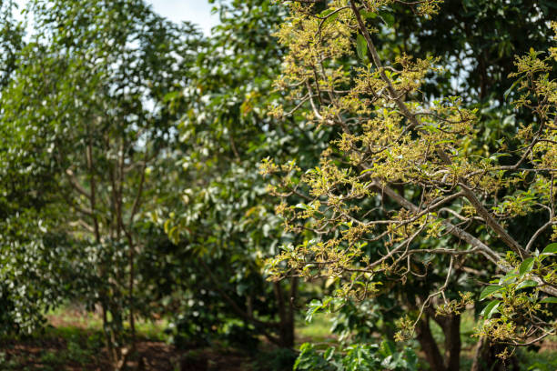 istock Avocado flowers on its tree in the farming garden. 1183843320