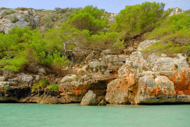 Beautiful landscape with sea pine on the beach Cala En Porter on Menorca, Balearic Islands, Spain.