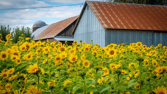 Sunflower field tin roof barn