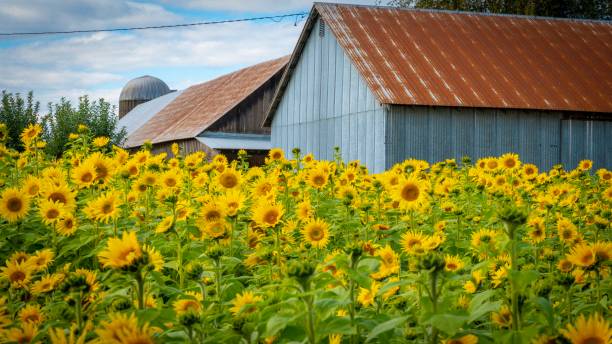 Sunflower field Sunflower field tin roof barn sunflower star stock pictures, royalty-free photos & images
