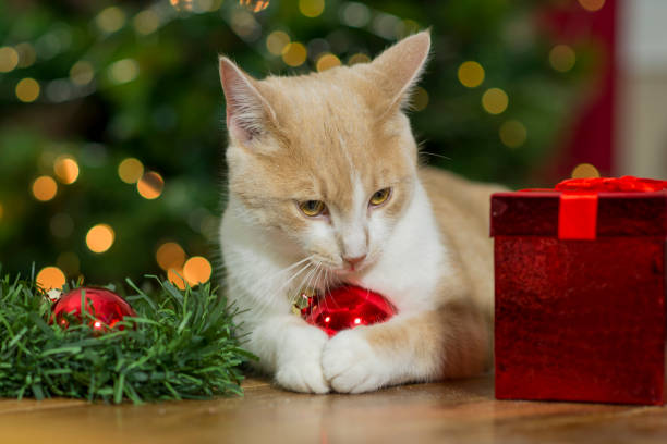 istock Cat Playing with Christmas Ornament 1183845888