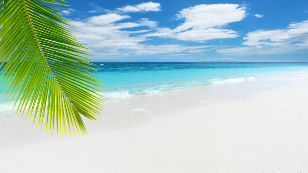 istock Tropical beach with palm leaves 1183848192