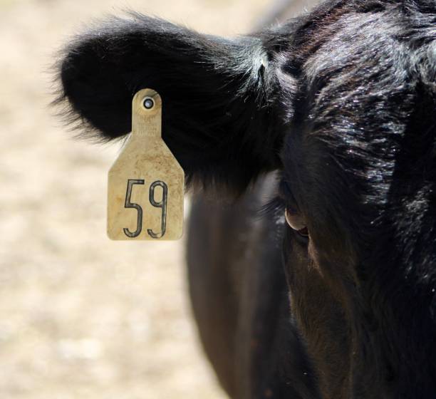 black angus - industria della carne bovina - numero 59 foto e immagini stock