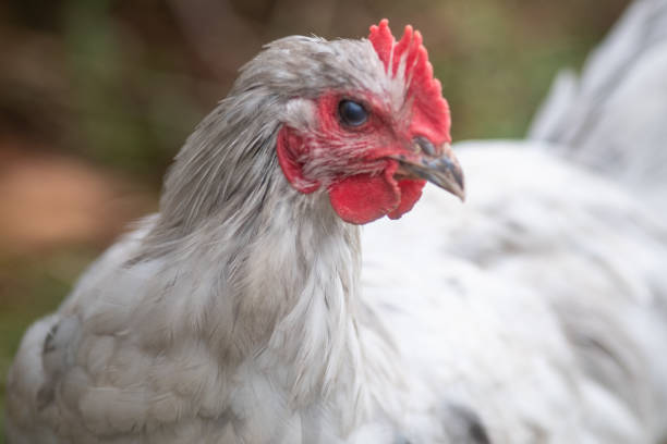 istock chicken eye close up 1183850952