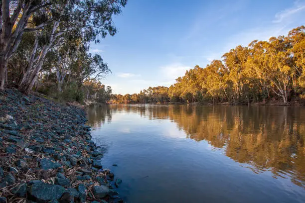 Murray river flowing among native Australian bush at sunset