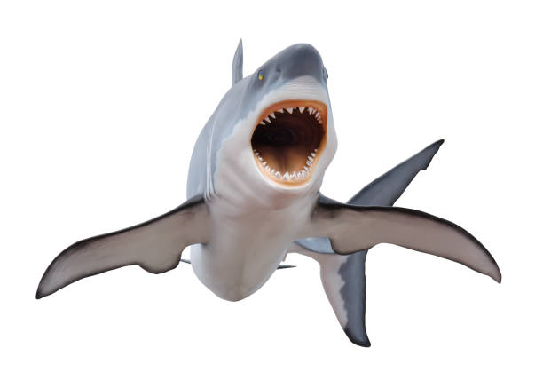 istock Fierce great white shark isolated on white 1183852446