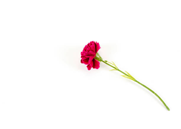 istock Pink flower plastic Isolated on white backgrounds with space for text 1183852675