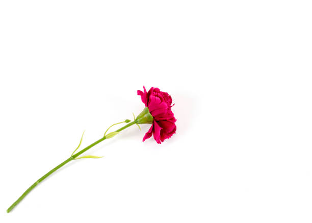 istock Pink flower popy plastic on white backgrounds 1183852678