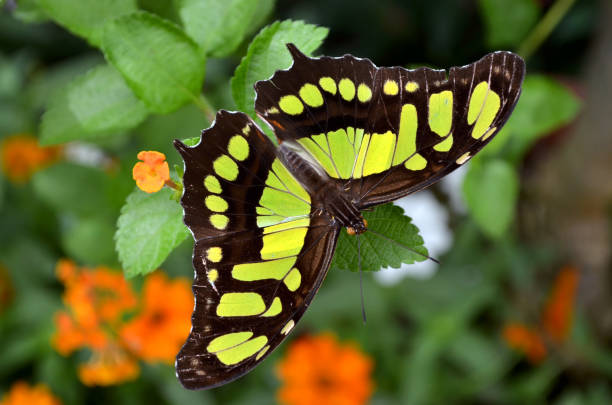 Malachite - Siproeta stelenes Butterfly stock photo