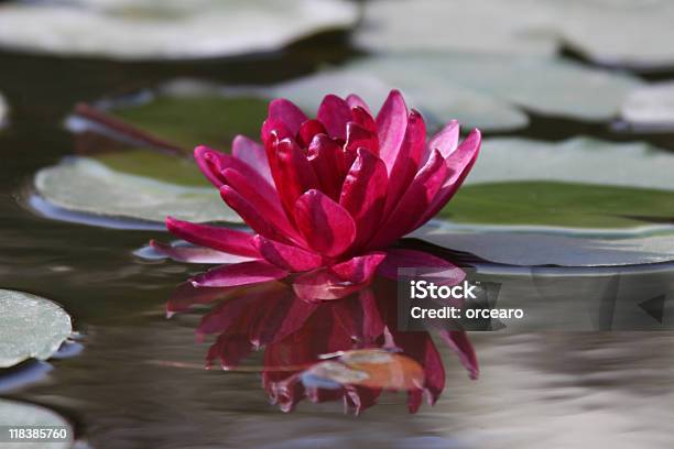 Nenúfar Única Foto de stock y más banco de imágenes de Agua - Agua, Aire libre, Belleza de la naturaleza