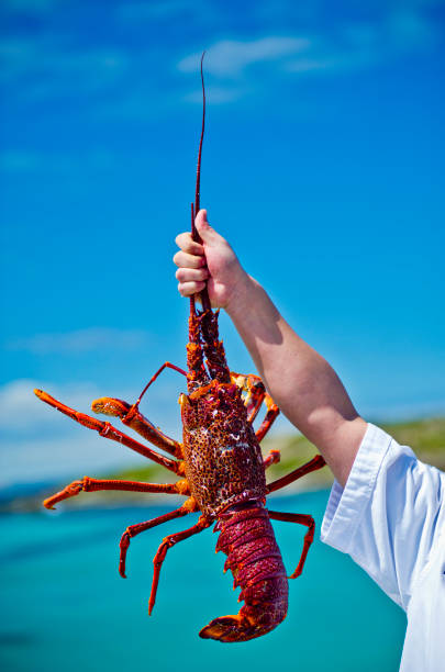 Image of hand holding a Kangaroo Island Southern Australian crayfish lobster.