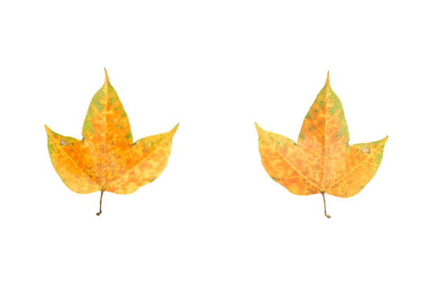 Yellow maple leaves front and rear isolated on white background. This has clipping path.