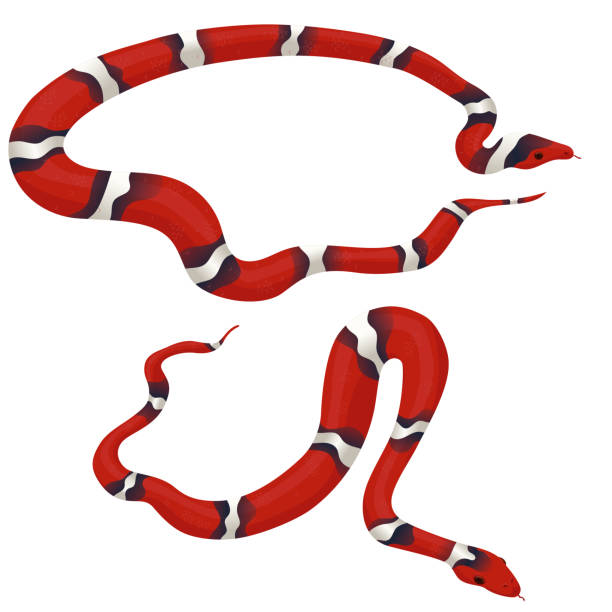 ilustrações, clipart, desenhos animados e ícones de jogo de duas serpentes de leite isoladas em um fundo branco. gráficos vetoreiros. - coral snake
