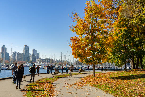 красочный стэнли парк вдоль морской пути осенью, канада - scenics pedestrian walkway footpath bench стоковые фото и изображения