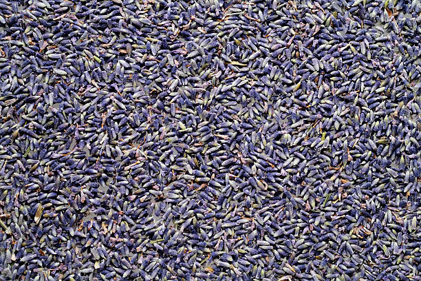 istock Overhead shot of Lavender texture background 118386688