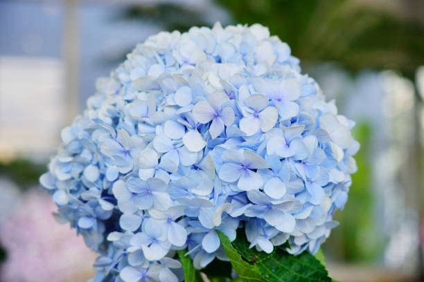 percorso di ritaglio dell'ortensia - hydrangea gardening blue ornamental garden foto e immagini stock