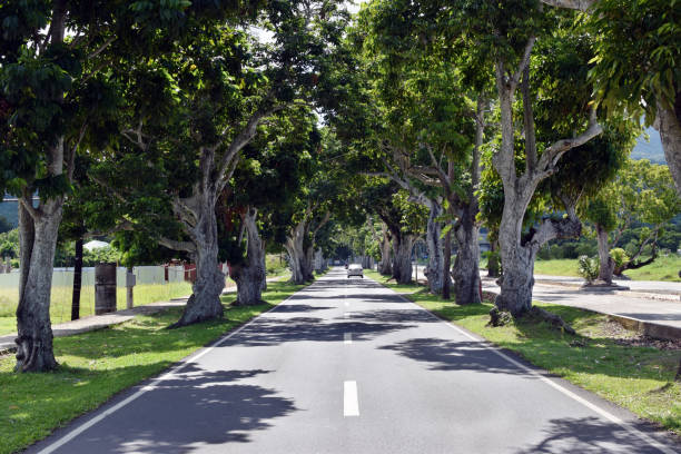 istock Mature Pili trees planted along asphalted road inside university campus 1183869358