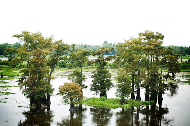 Marshland stock photo