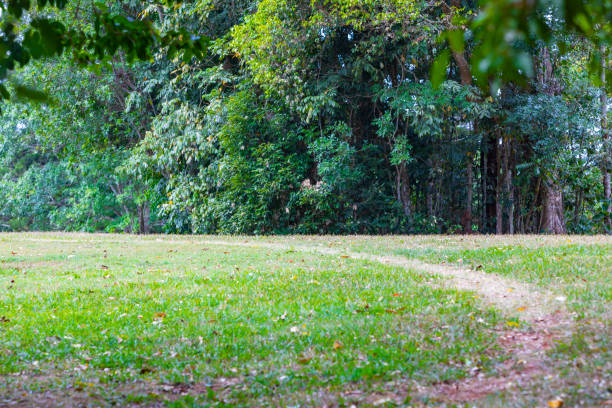 istock Trees in an Australian Forest 1183871070