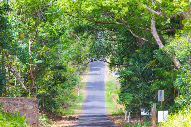 istock Country Road Through a Forest 1183871086