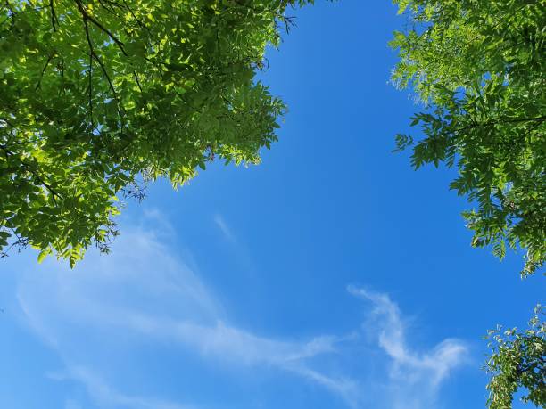 istock Top angle of direction to sky. Trees. 1183871129