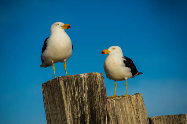 istock Australian Albatross Ocean Sea Bird 1183871384