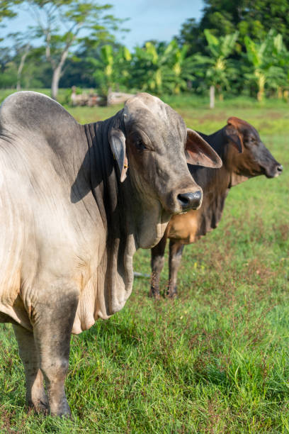 istock Two oxen in sunny field. Colombia 1183871396