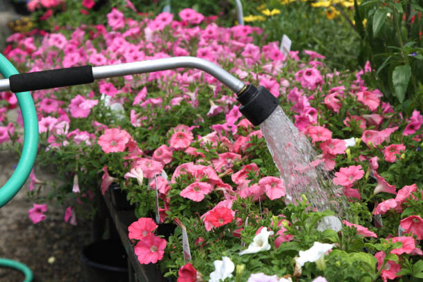 istock Watering In The Greenhouse 1183871976