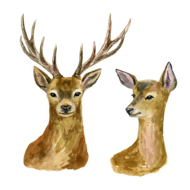 istock Deer Scandinavian style, watercolor botanical illustration, hand-drawn. Set of elements isolated on white background. For your projects, invitations, cards, patterns, banners, posters and more. 1183875265