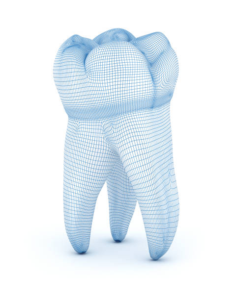 istock Morphology of First maxillary molar tooth.  Wired 3d illustration 1183878883