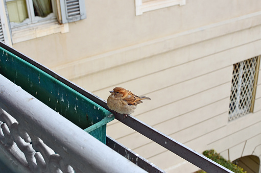 A little sparrow is sitting on the balcony and waiting for   bread crumbs.