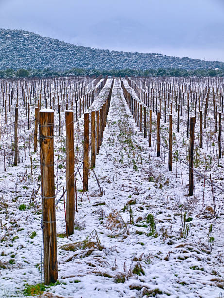 istock Snow covered field with wooden posts, vertical frame, Pieria, Greece. 1183887590