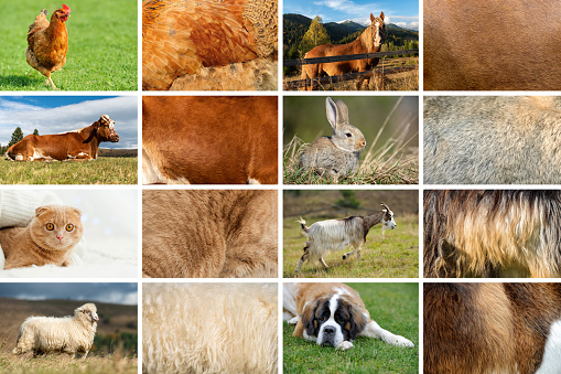 Collection of eight Farm and home animals and their true skin fur textures