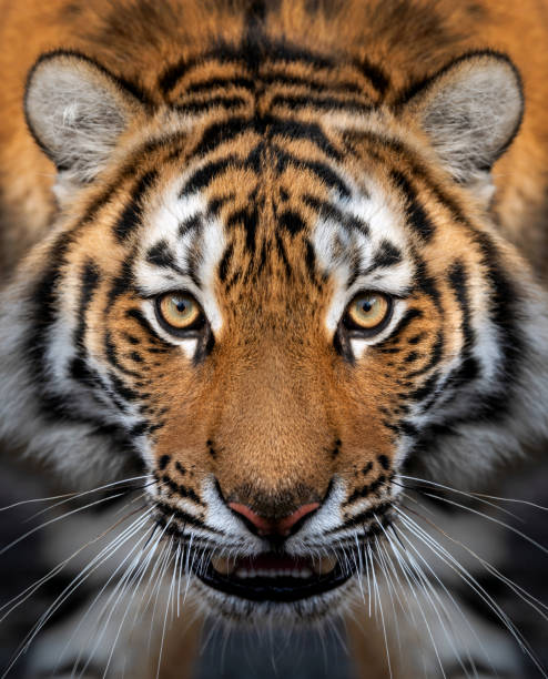 z bliska portret tygrysa syberyjskiego - wild tiger zdjęcia i obrazy z banku zdjęć