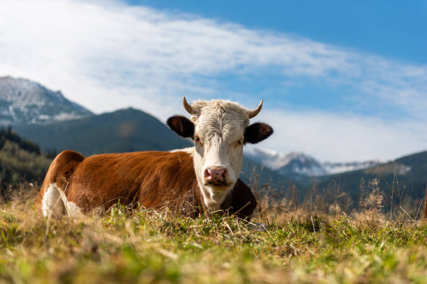 istock Brown cow on pasture in mountains 1183887882