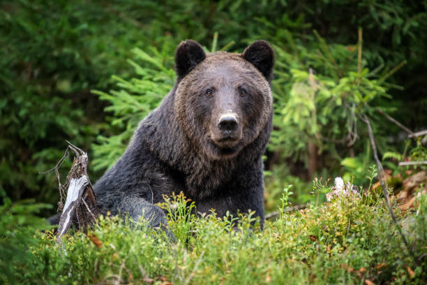 istock Brown bear in autumn forest 1183887893
